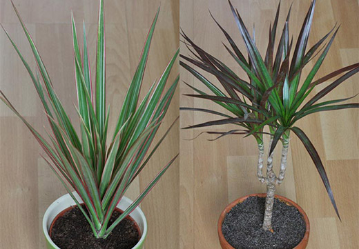 Растения очищающие воздух в квартире: какие лучше выбрать
